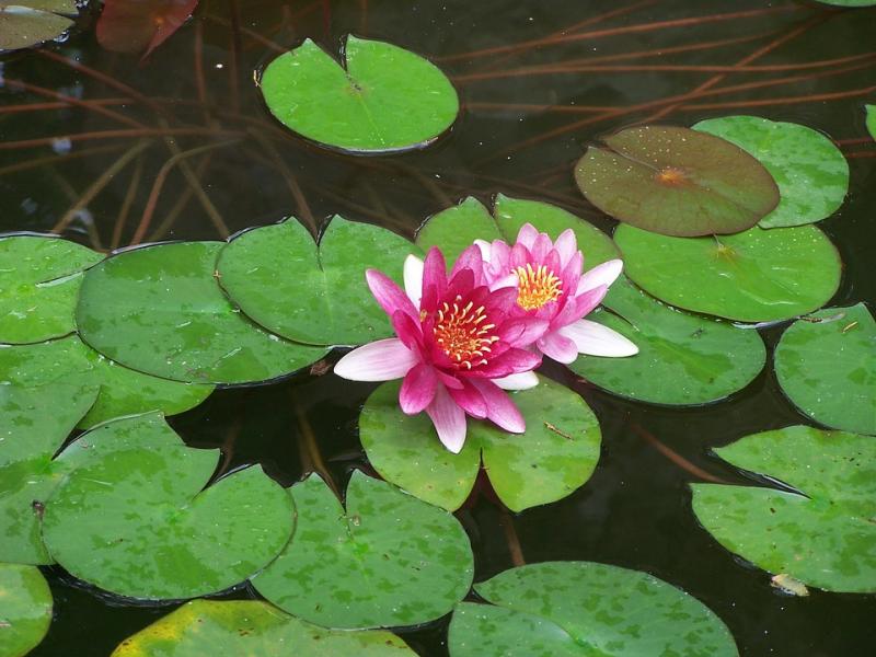 THE CONTRIBUTION OF LILY POND AND LOTUS TO NANOTECHNOLOGY